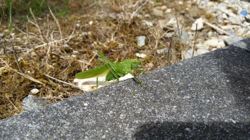 garden animals grasshopper