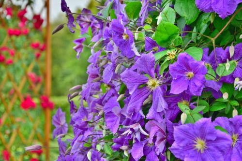 garden flowers violet