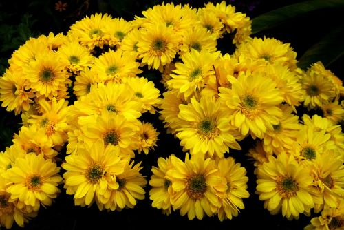 garden blooming yellow flowers