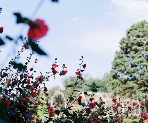 garden flower flower garden