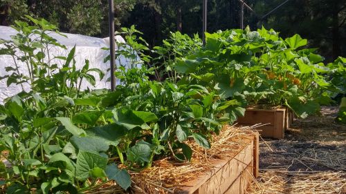 garden vegetables vegetable garden