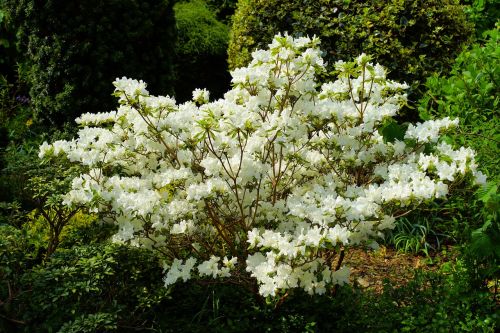 garden flowers bush