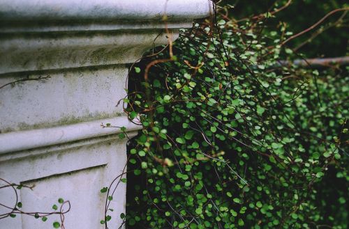 garden green architecture