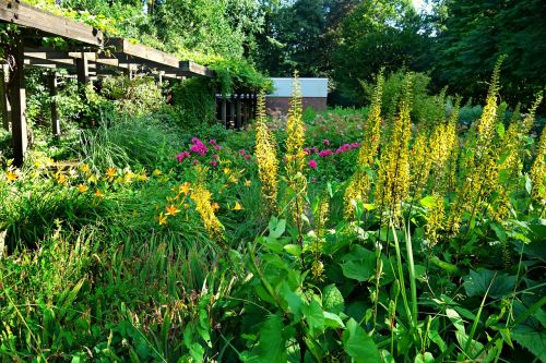 garden flower flower bed