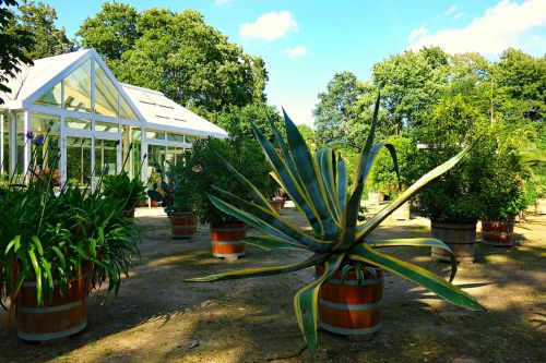 garden orangery greenhouse