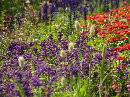 garden blossoming colored