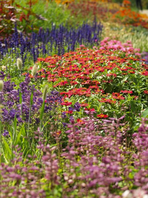 garden blossoming colored