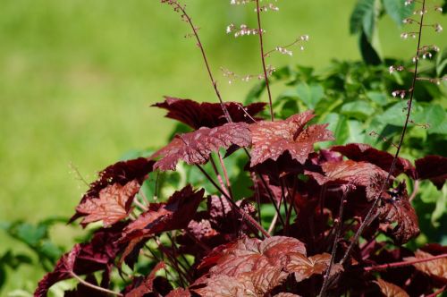 garden macro macro photography