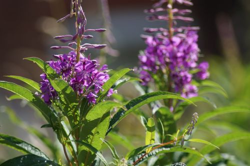 garden macro macro photography