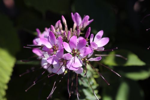 garden summer flowers pink flowers