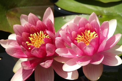 garden water lilies blossom