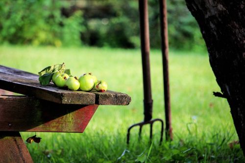 garden nature apples