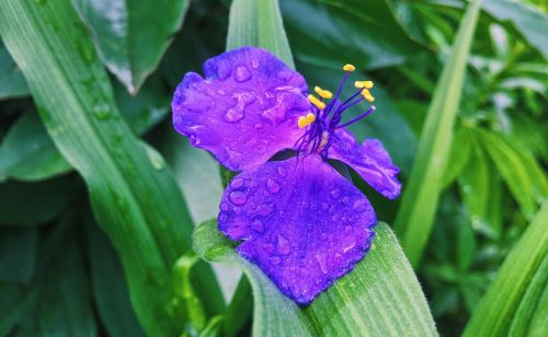 garden flowers spring