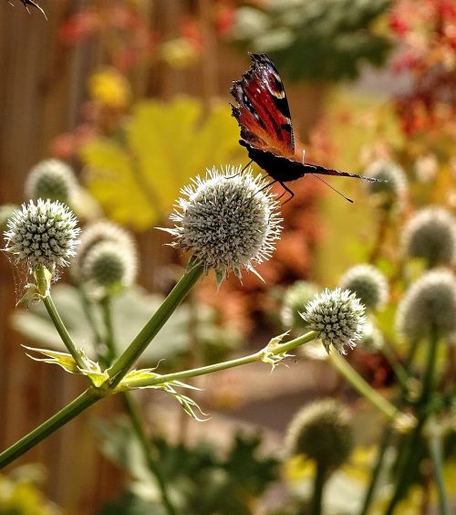 garden nature butterfly