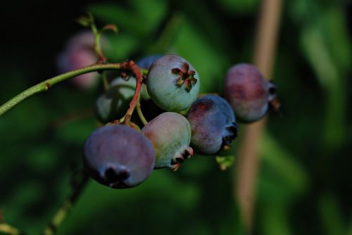 garden fruit bilberry american
