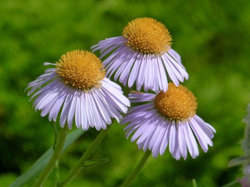 garden flowers triple