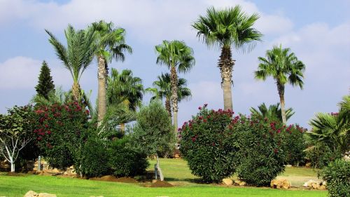 garden trees palms