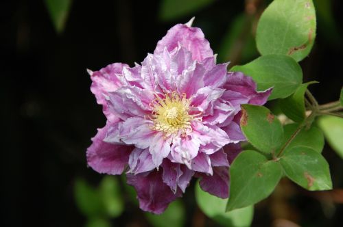 garden clematis flower
