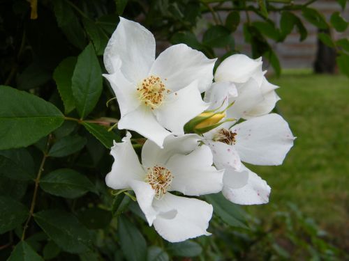 garden white flowers tree