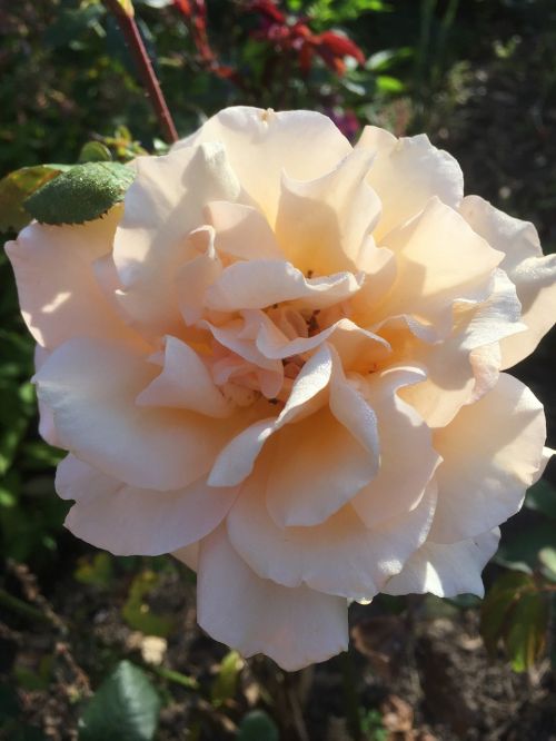garden rose blossom