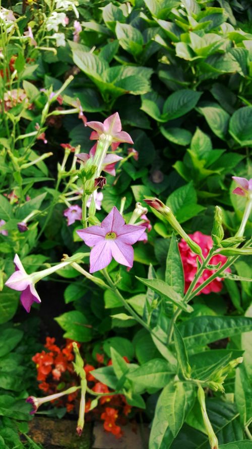 garden flowers green