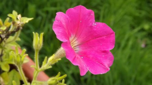 garden floral plant