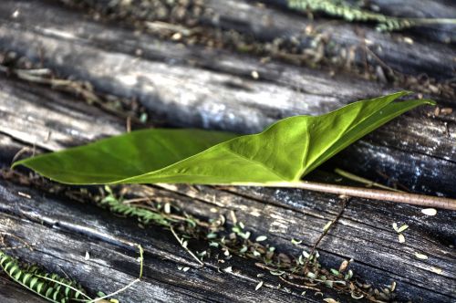 garden leaf green