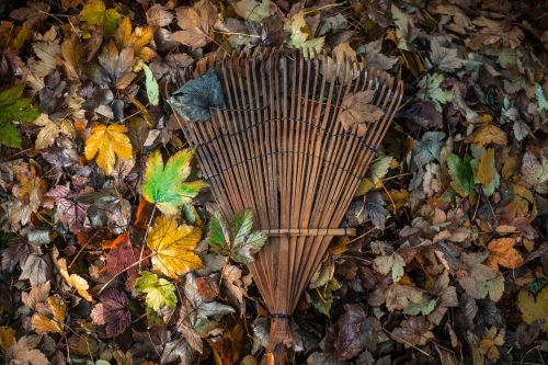 garden leaves raking