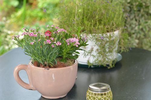 garden field flowers cosy