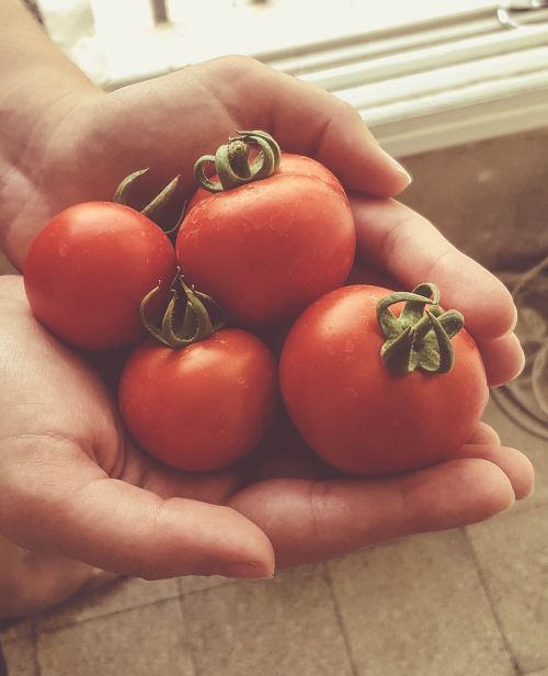 garden hands red