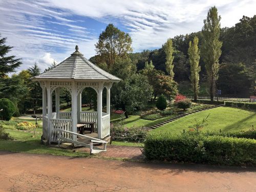 garden lawn metasequoia