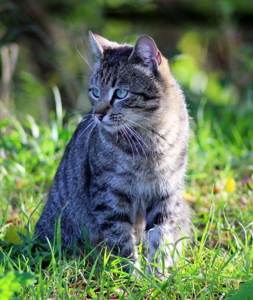 garden cat feline