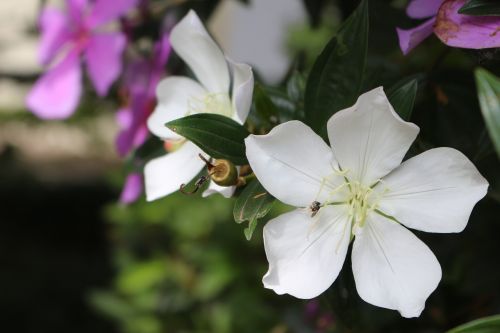 garden flower nature