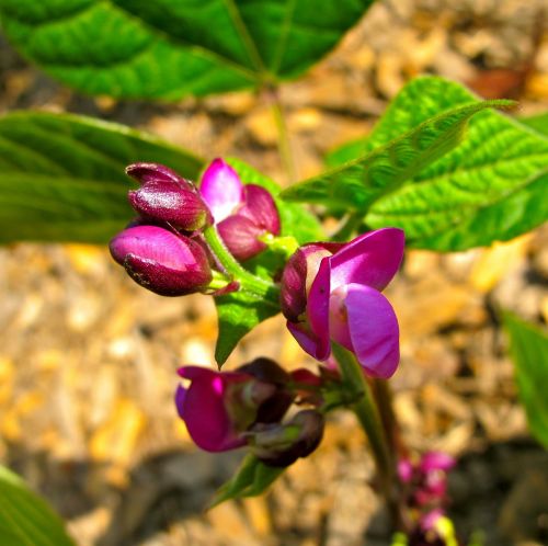 garden beans vegetable