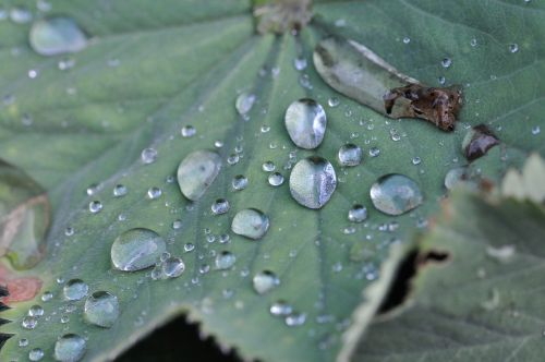 garden leaf drop of water