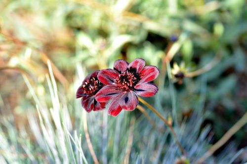 garden chocolate flower flowers