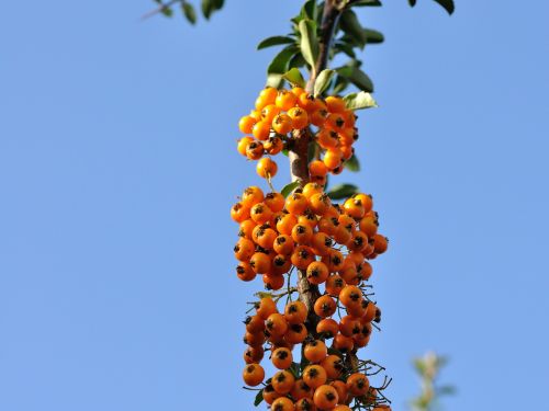 garden autumn nature