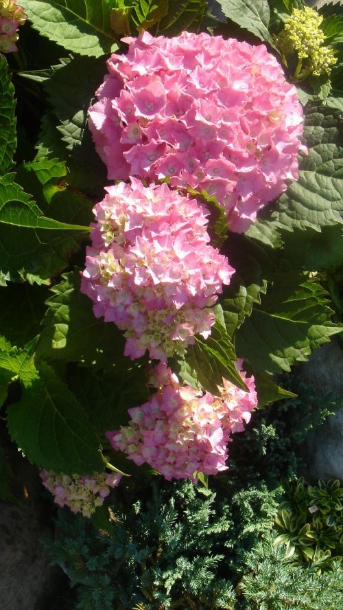 garden flower hydrangea