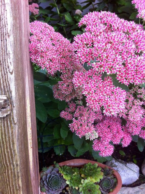 garden flowers nature