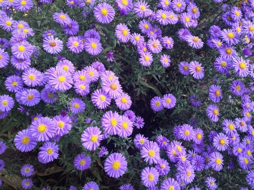 garden violet flowers flowers