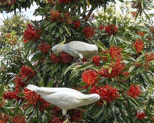 garden birds nature