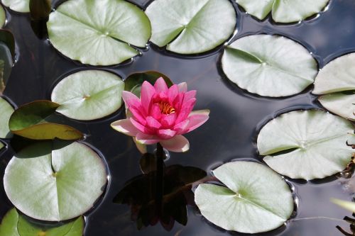 garden garden pond water lily