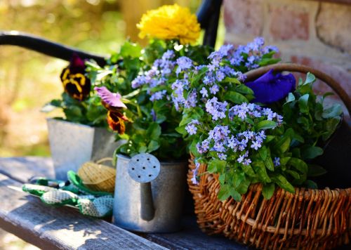 garden flowers plant flowers