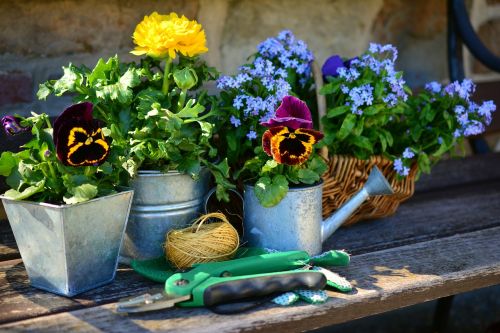 garden flowers plant flowers