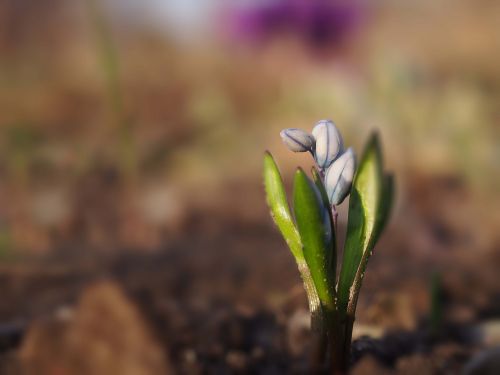 garden spring nature