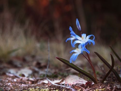 garden spring nature