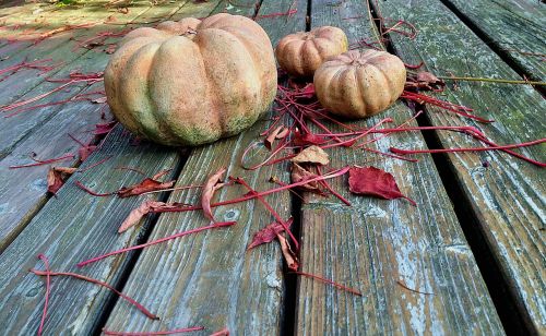 garden terrace pumpkin