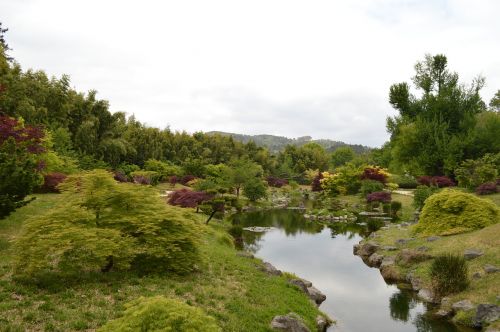 garden tree nature