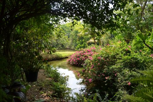 garden exotic flowers