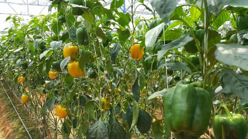 garden capsicum garden capsicum